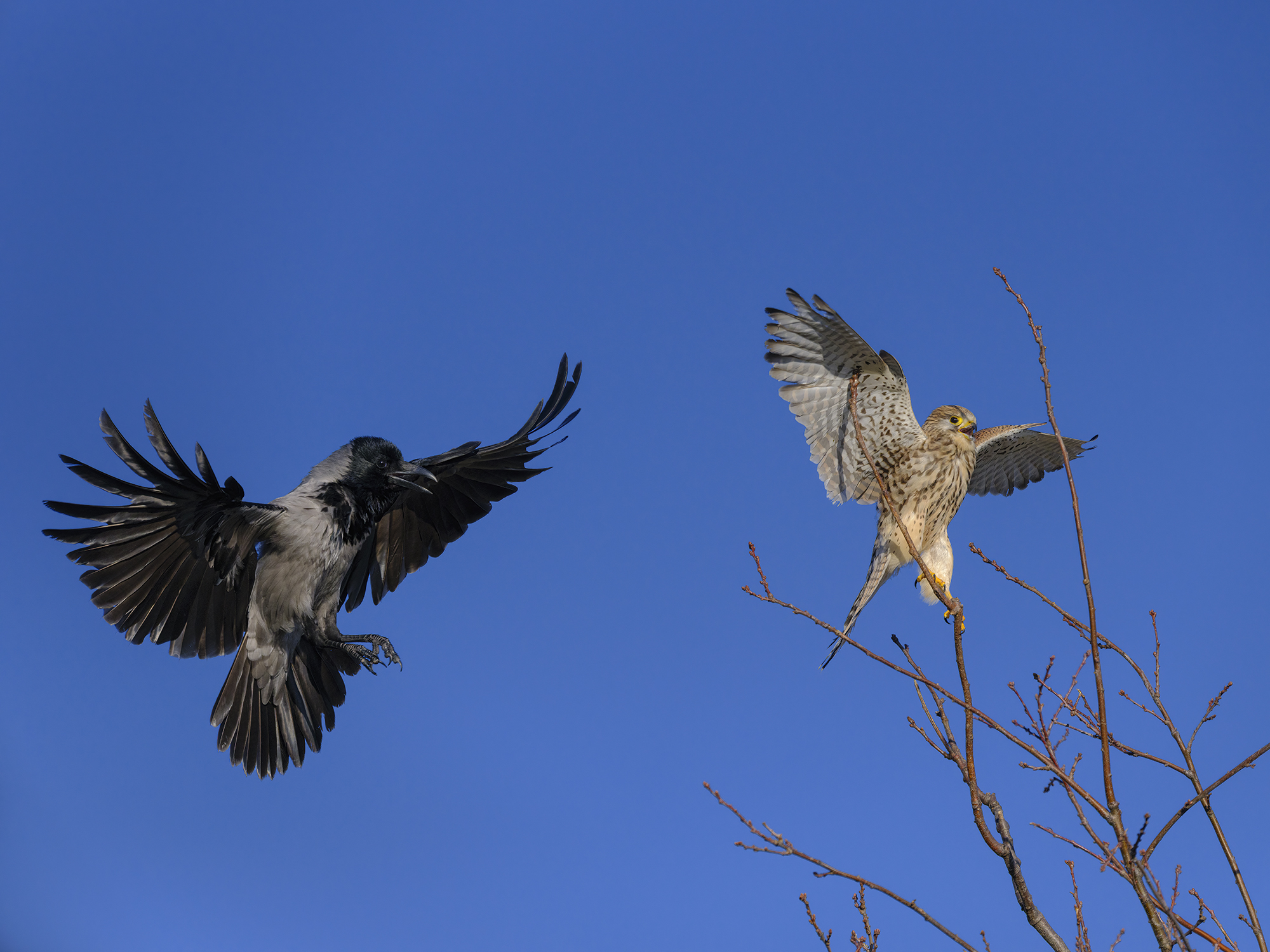 Krähen greifen fast ...
